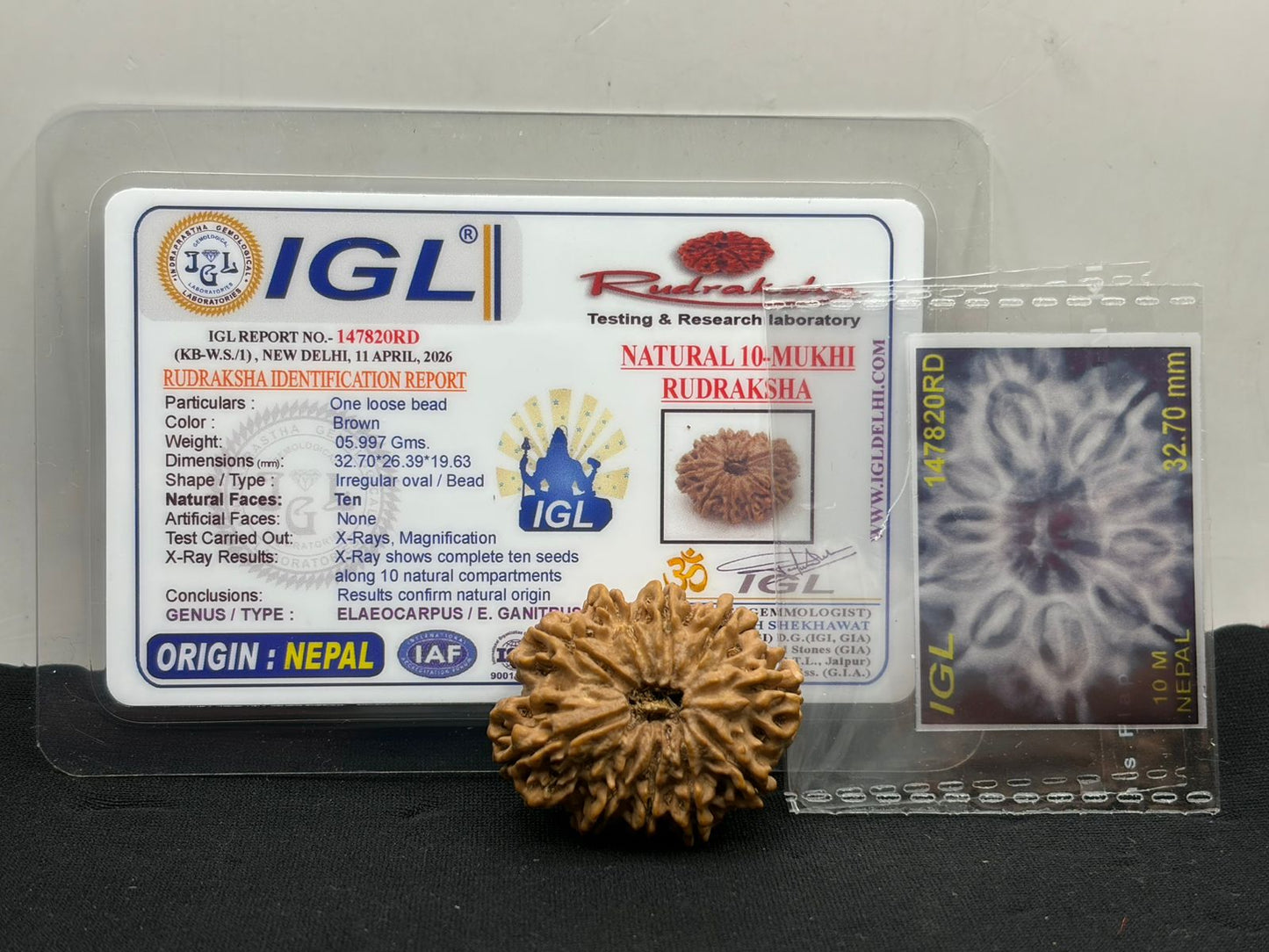 10 Mukhi Nepal Rudraksha (Full Seed) – IGL Certified & X-Ray Verified Bead for Protection & Peace