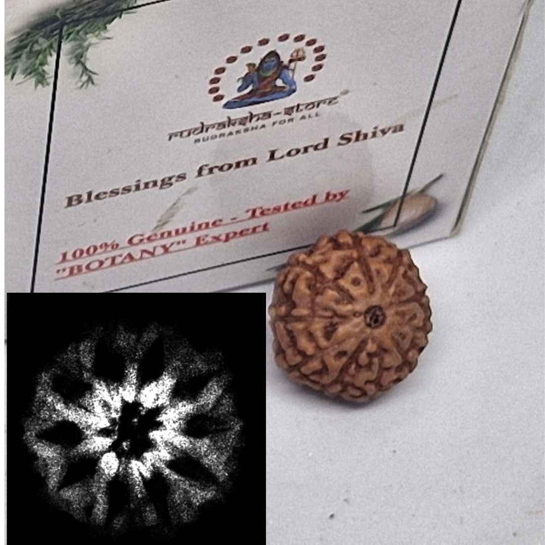 Rudraksha 10 Mukhi Indonesia (Cỡ Lớn Kèm X-Quang) – Lá Chắn Thần Thánh của Thần Vishnu để Bảo Vệ, Bình An & Sức Mạnh Tâm Linh