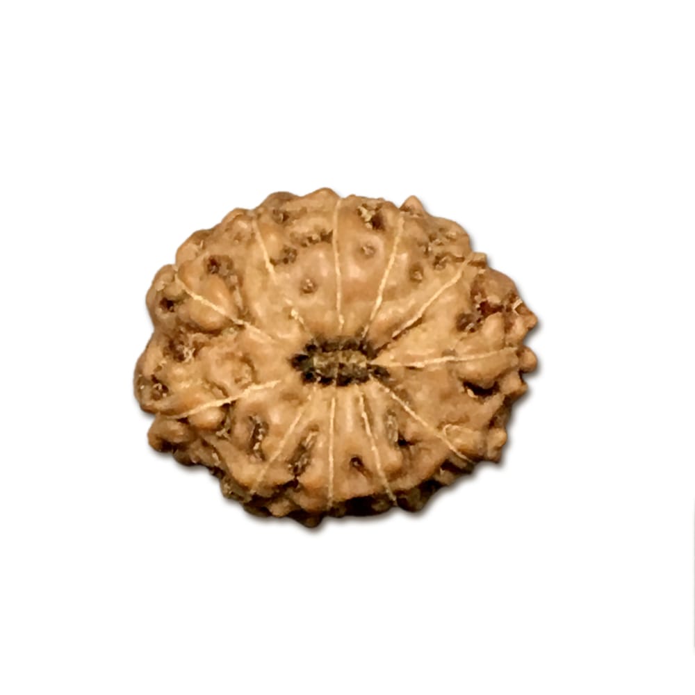 11 Mukhi Indonesian Rudraksha (Big Size) – X-Ray Certified Bead for Courage, Protection & Focus