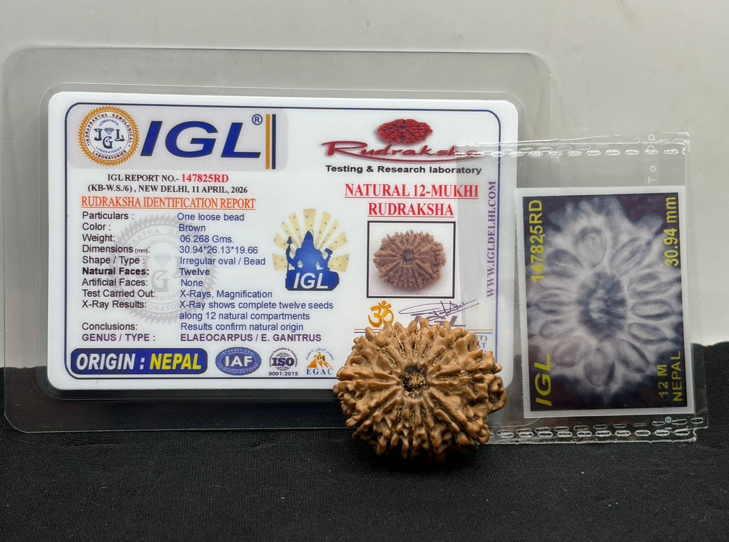 12 Mukhi Nepal Rudraksha (Multiple Sizes) – X-Ray Certified Bead for Energy, Leadership & Confidence