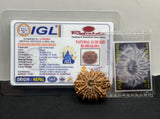 12 Mukhi Nepal Rudraksha (Multiple Sizes) – X-Ray Certified Bead for Energy, Leadership & Confidence