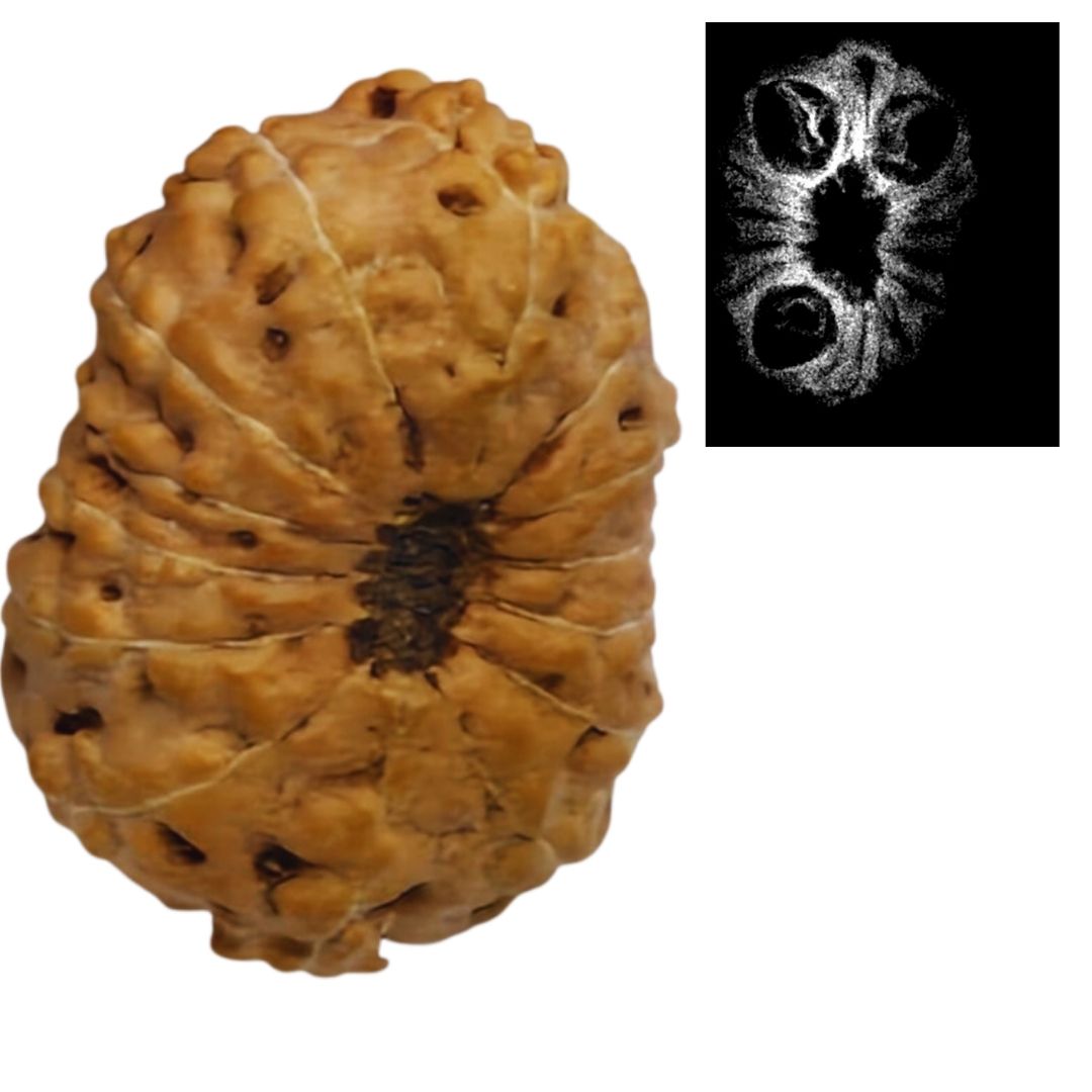 14 Mukhi Indonesian Rudraksha (12–15 mm) – X-Ray Certified Bead for Protection, Fearlessness & Success