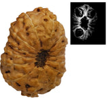 14 Mukhi Indonesian Rudraksha (12–15 mm) – X-Ray Certified Bead for Protection, Fearlessness & Success