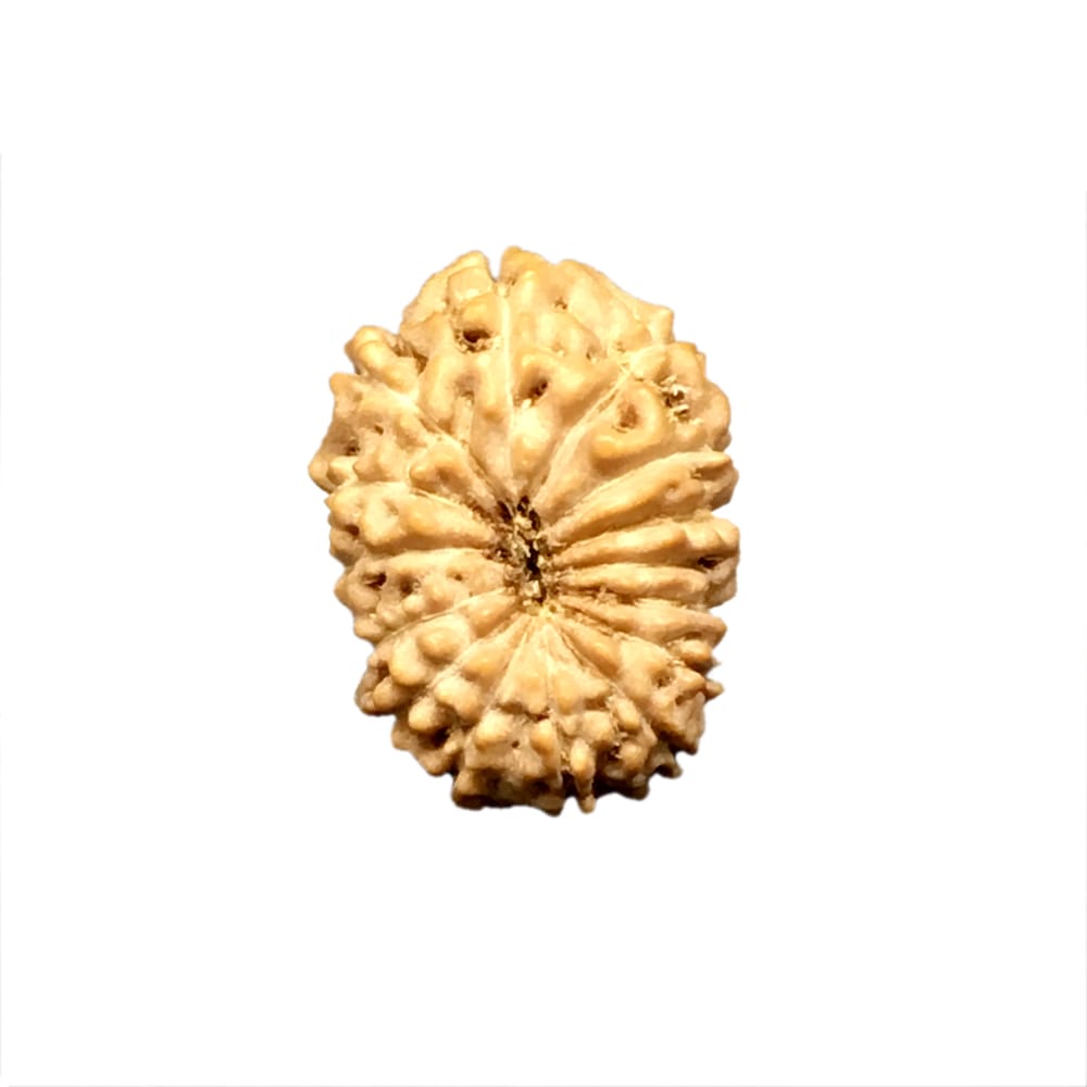 15 Mukhi Indonesian Rudraksha (16mm+) – X-Ray Certified Bead for Emotional Healing, Love & Inner Peace