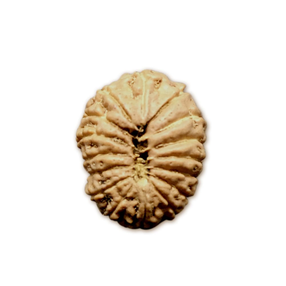Rudraksha 16 Mukhi Indonesia (16mm+ có X-Ray) – Bảo Vệ Mạnh Mẽ từ Đức Mahamrityunjaya Shiva cho Sức Khỏe, Lòng Dũng Cảm & Tuổi Thọ
