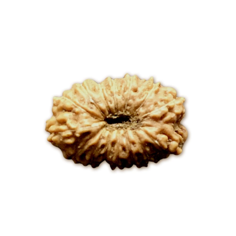 16 Mukhi Indonesian Rudraksha – X-Ray Certified Bead for Protection, Stability & Victory