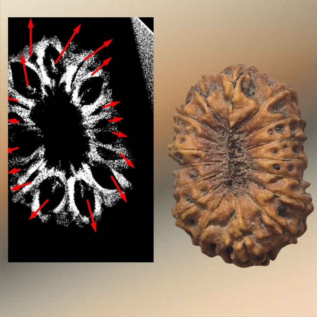 Rudraksha Indonesia 17 Mukhi (16mm+ kèm X-Quang) – Ân Sủng Thần Thánh của Nữ Thần Katyayani cho Sự Thịnh Vượng, Các Mối Quan Hệ & Phát Triển Tâm Linh