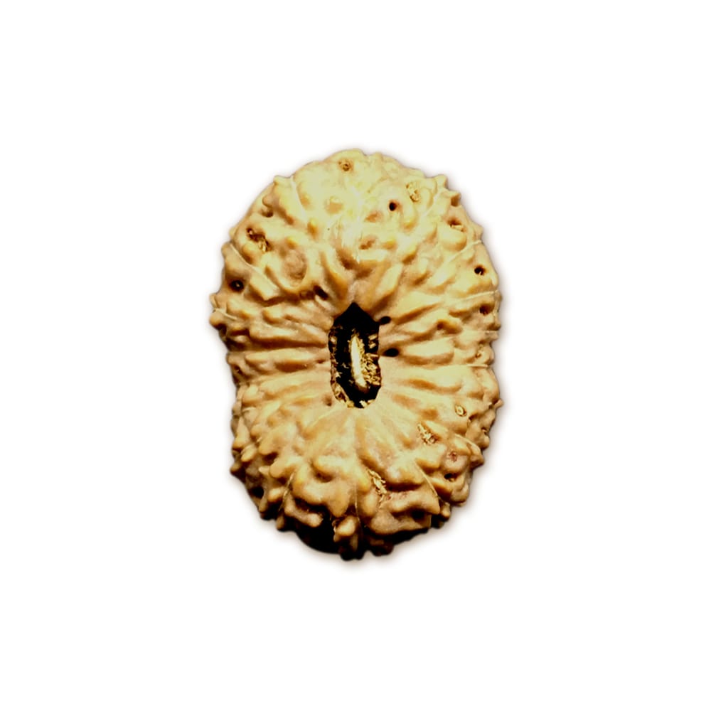 Rudraksha Indonesia 18 Mukhi Cỡ Lớn