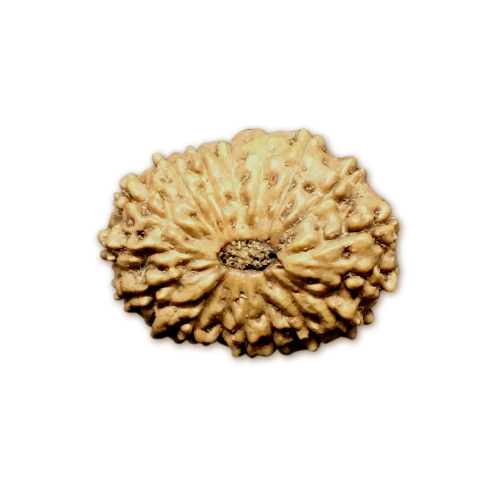Rudraksha 18 Mukhi Indonesia (16mm+ có X-Quang) – Ban phước thiêng liêng từ Nữ thần Đất (Bhumi Devi) mang lại sự Giàu có, Ổn định & Bảo vệ