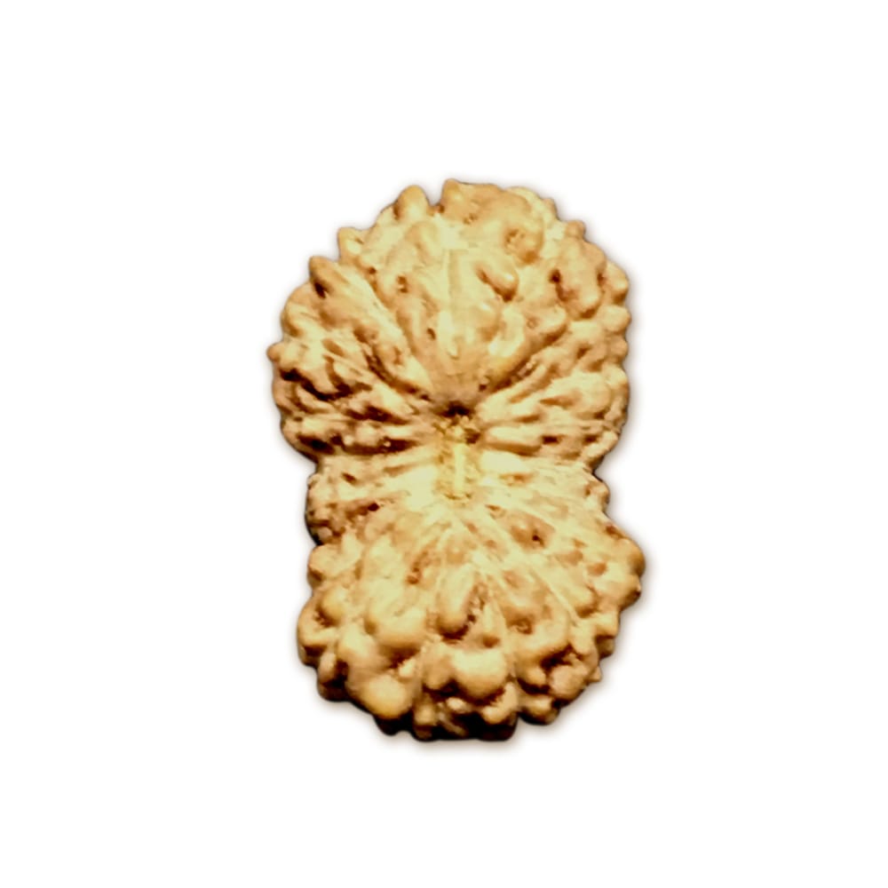 19 Mukhi Rudraksha Indonesia (16mm+ kèm X-Quang) – Ân sủng thiêng liêng của Thần Vishnu cho sự giàu có, viên mãn & thành công tâm linh