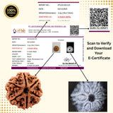 6 Mukhi Nepal Rudraksha (Full Seed) – X-Ray Certified Original Six Face Bead