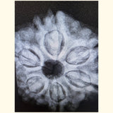6 Mukhi Nepal Rudraksha (Full Seed) – X-Ray Certified Original Six Face Bead