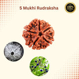 5 Mukhi Nepal Rudraksha (20–21mm) – Full Seed, X-Ray Certified Original Bead