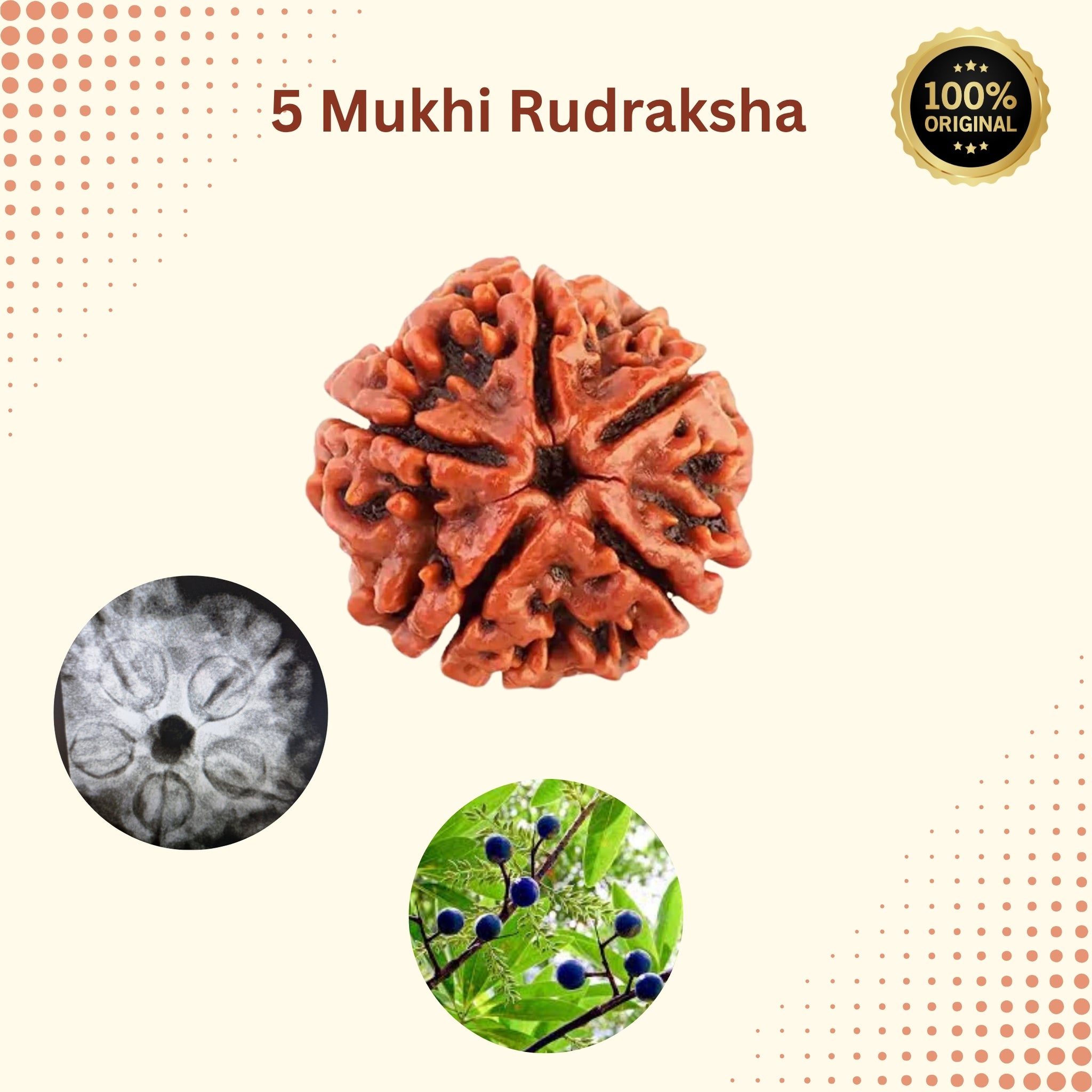 5 Mukhi Nepal Rudraksha (20–21mm) – Full Seed, X-Ray Certified Original Bead