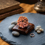 5 Mukhi Nepal Rudraksha (20–21mm) – Full Seed, X-Ray Certified Original Bead