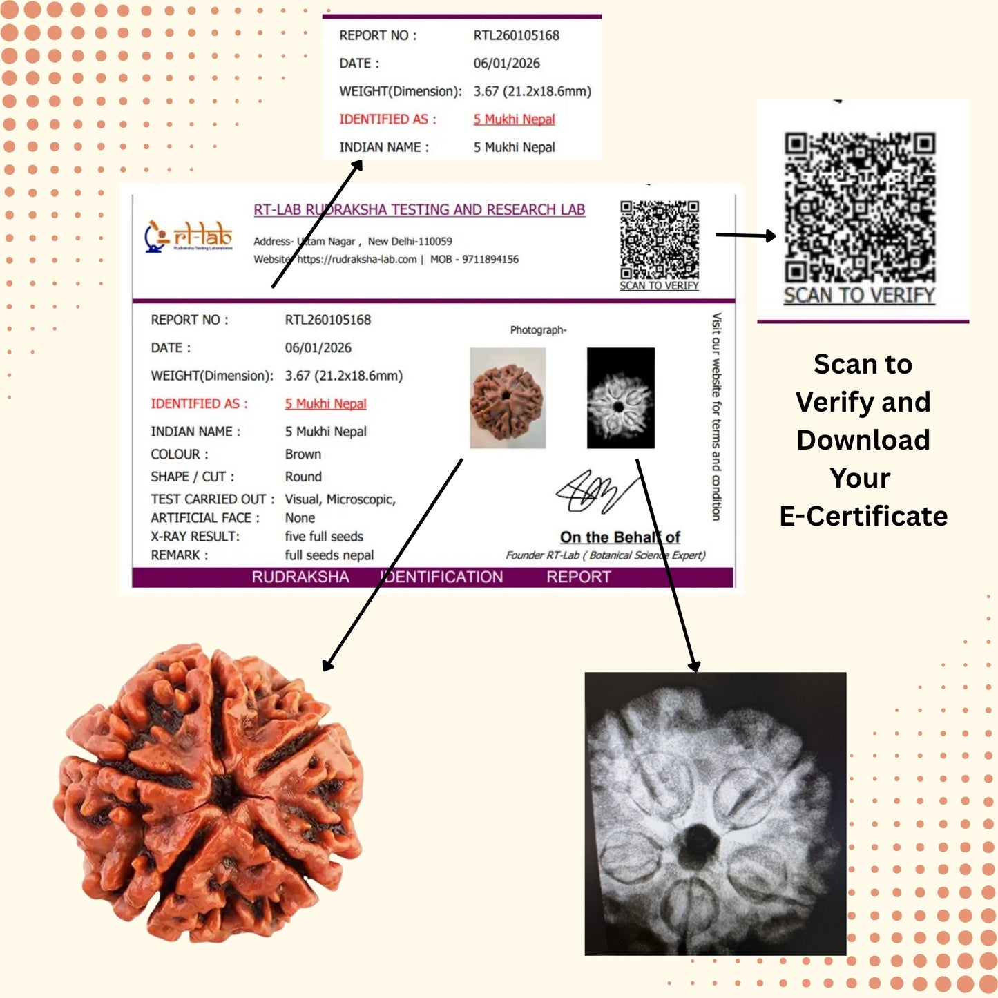 5 Mukhi Nepal Rudraksha (20–21mm) – Full Seed, X-Ray Certified Original Bead