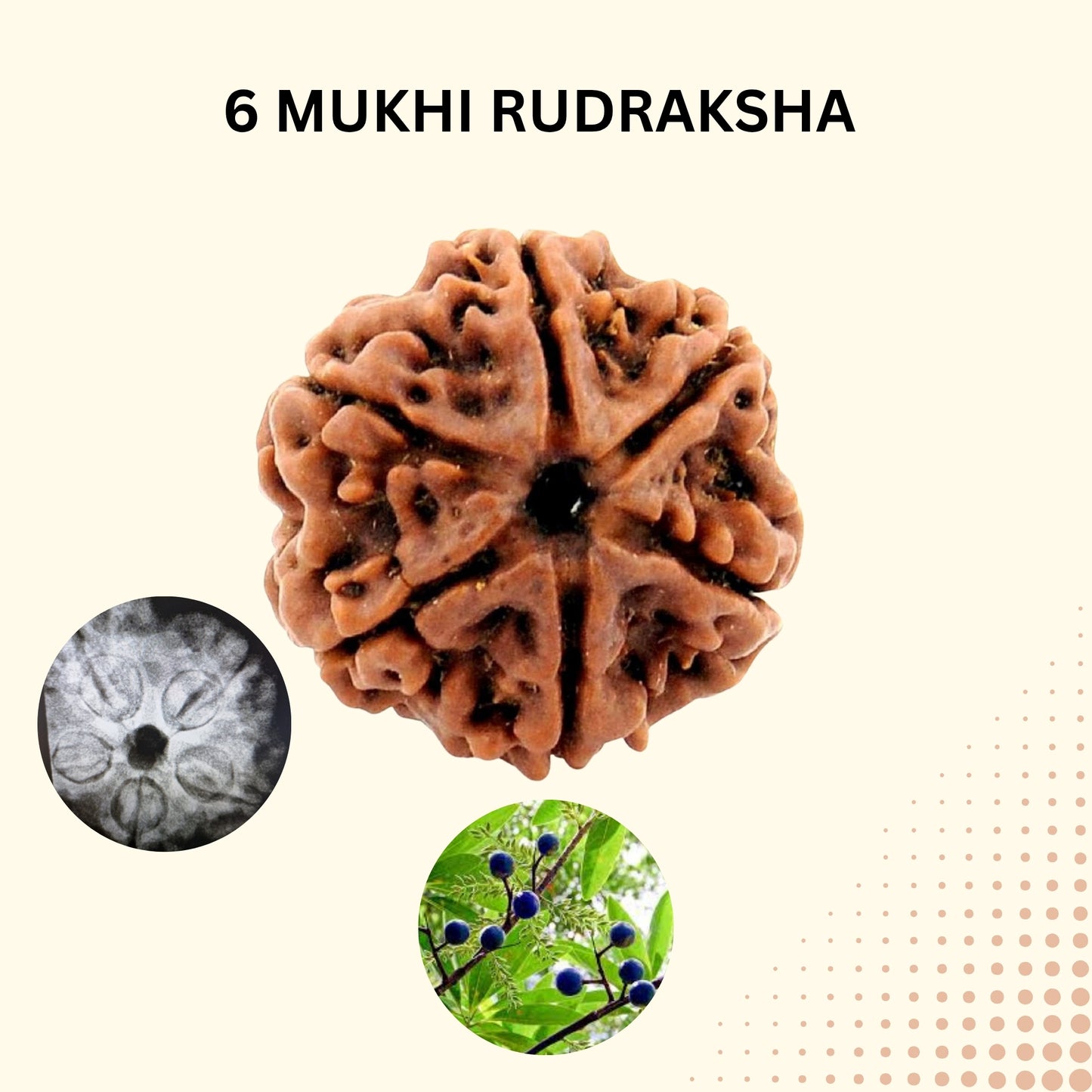6 Mukhi Nepal Rudraksha (Full Seed) – X-Ray Certified Original Six Face Bead