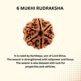 6 Mukhi Nepal Rudraksha (Full Seed) – X-Ray Certified Original Six Face Bead