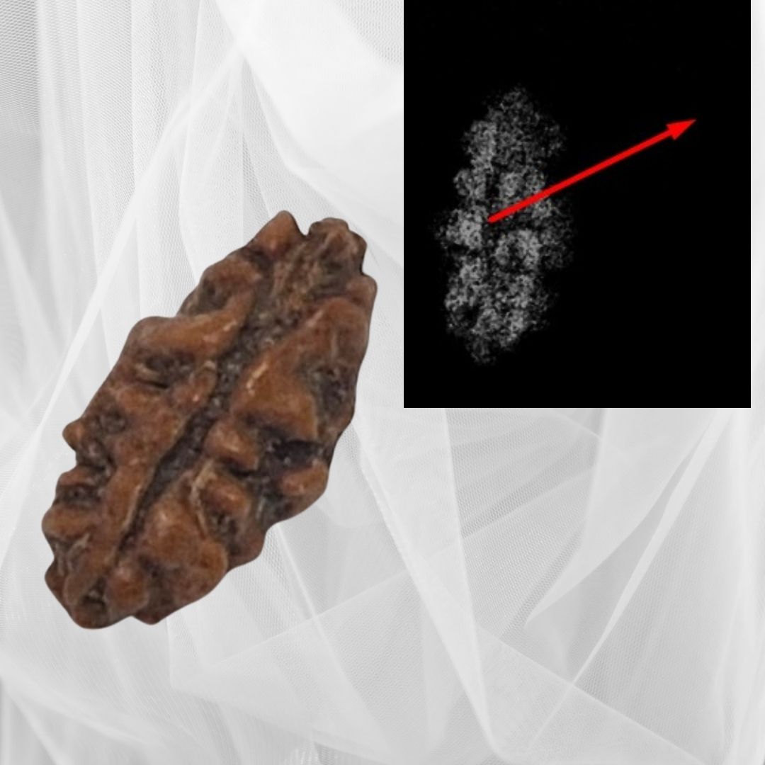 1 Mukhi Rudraksha (Small Size) – X-Ray Certified Divine Bead for Focus & Spiritual Growth