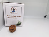 Rudraksha 5 Mukhi Nepal Chất Lượng Cao Cấp - Đặc Biệt Mừng Lễ Shivaratri - 6 chiếc