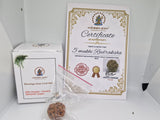 Rudraksha 5 Mukhi Nepal Chất Lượng Cao Cấp - Đặc Biệt Mừng Lễ Shivaratri - 6 chiếc