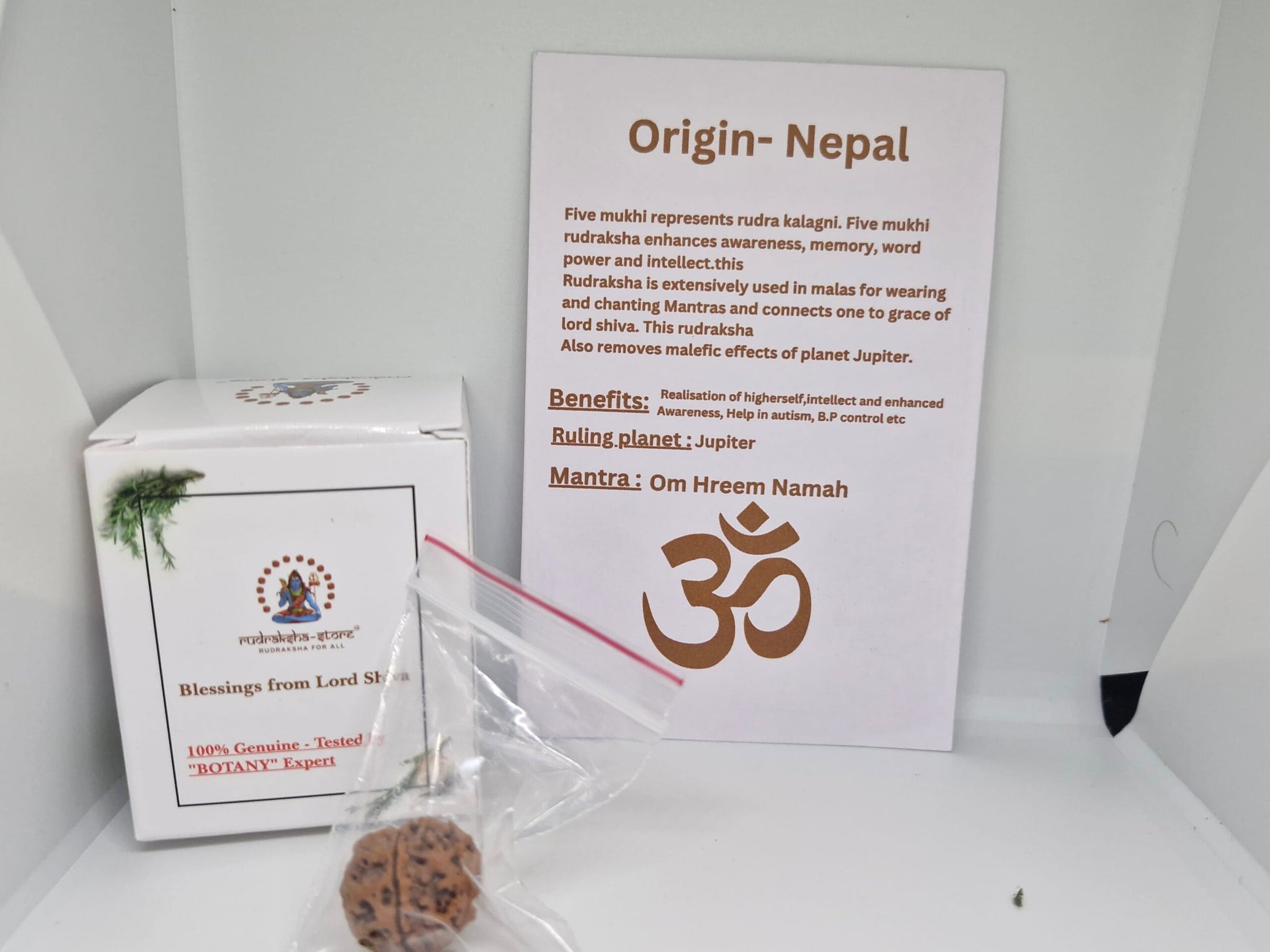 Rudraksha 5 Mukhi Nepal Chất Lượng Cao Cấp - Đặc Biệt Mừng Lễ Shivaratri - 6 chiếc