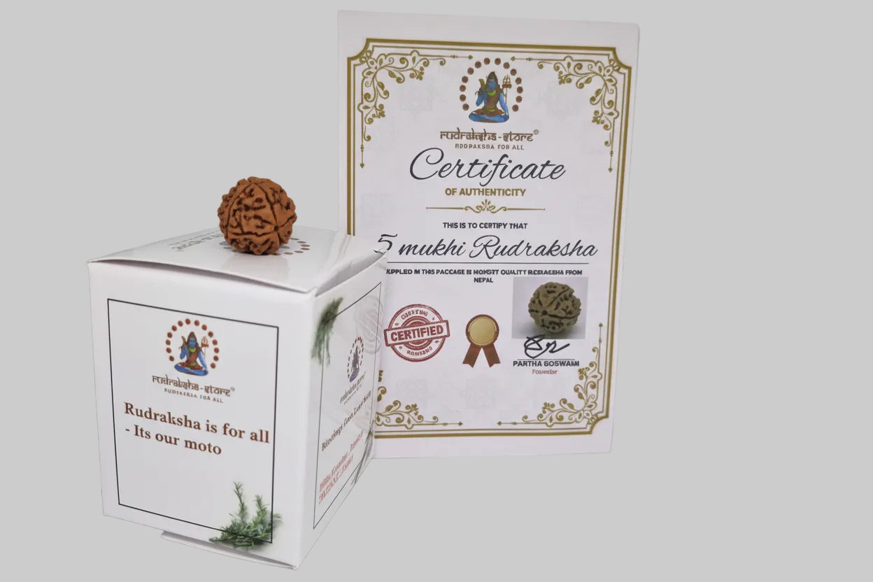 Rudraksha 5 Mukhi Nepal Chất Lượng Cao Cấp - Đặc Biệt Mừng Lễ Shivaratri - 6 chiếc