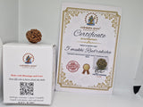 Rudraksha 5 Mukhi Nepal Chất Lượng Cao Cấp - Đặc Biệt Mừng Lễ Shivaratri - 6 chiếc