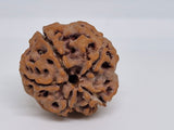 Rudraksha 5 Mukhi Nepal Chất Lượng Cao Cấp - Đặc Biệt Mừng Lễ Shivaratri - 6 chiếc