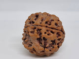 Rudraksha 5 Mukhi Nepal Chất Lượng Cao Cấp - Đặc Biệt Mừng Lễ Shivaratri - 6 chiếc