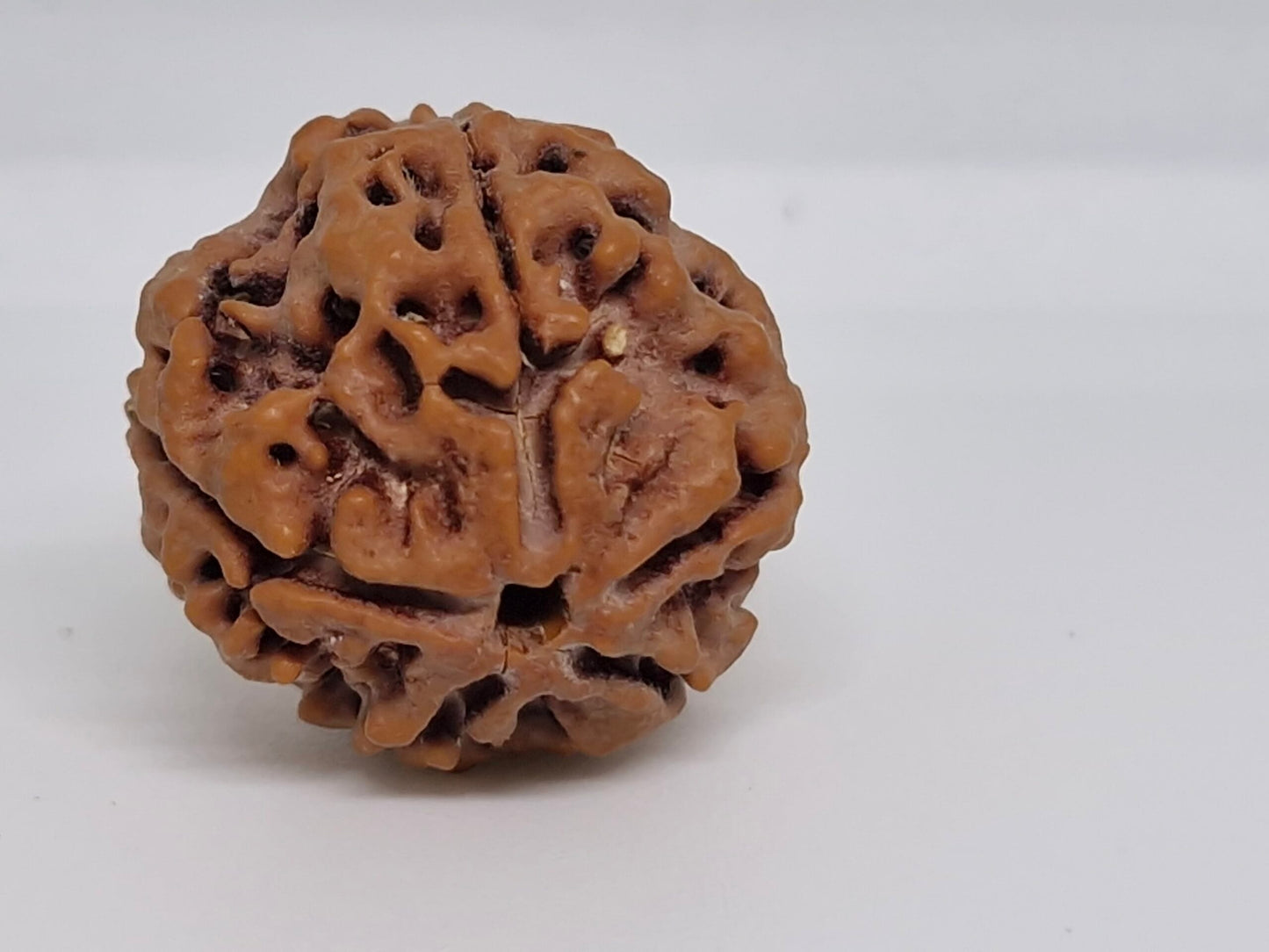Rudraksha 5 Mukhi Nepal Chất Lượng Cao Cấp - Đặc Biệt Mừng Lễ Shivaratri - 6 chiếc
