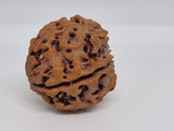 Rudraksha 5 Mukhi Nepal Chất Lượng Cao Cấp - Đặc Biệt Mừng Lễ Shivaratri - 6 chiếc