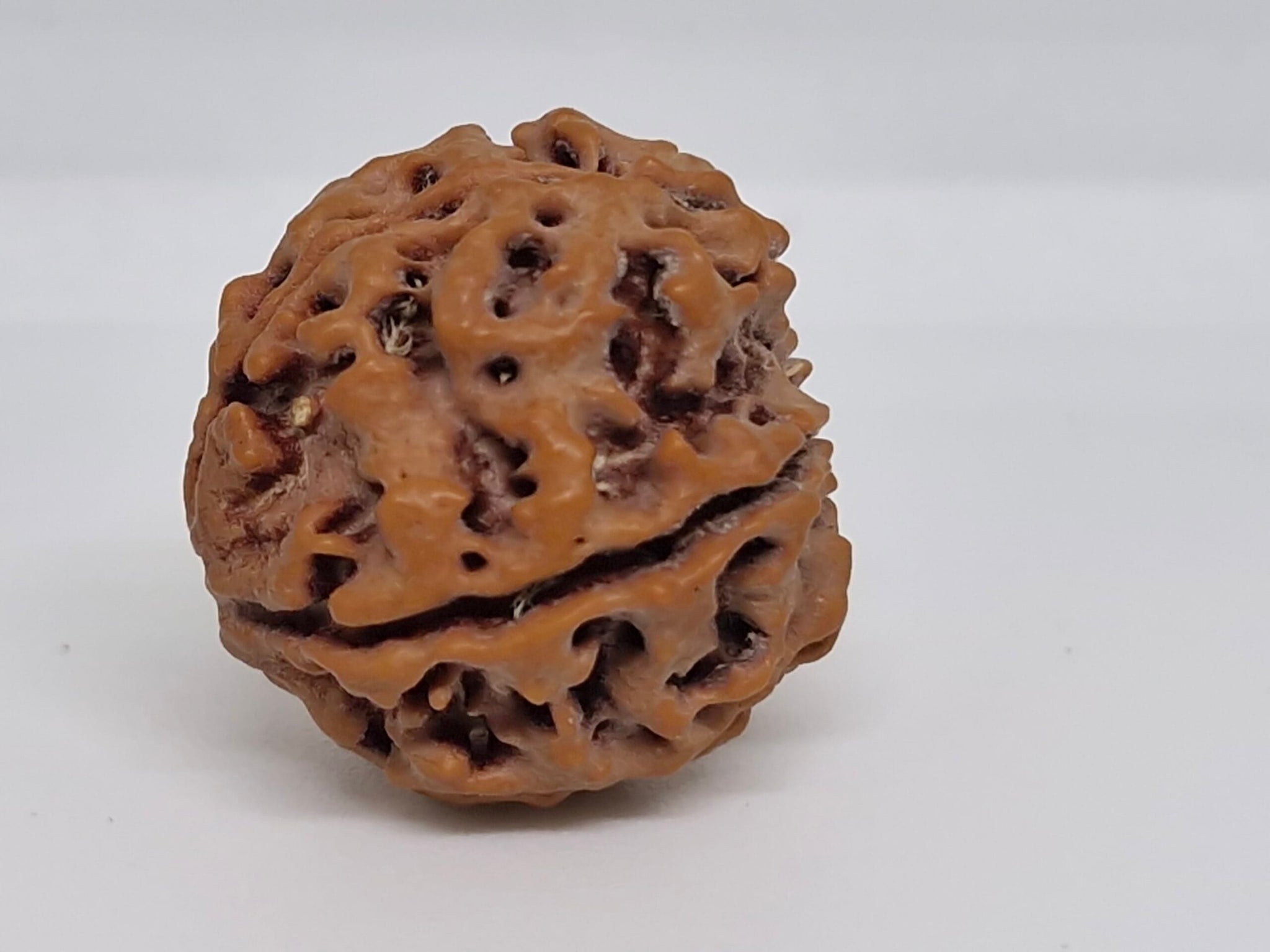 Rudraksha 5 Mukhi Nepal Chất Lượng Cao Cấp - Đặc Biệt Mừng Lễ Shivaratri - 6 chiếc
