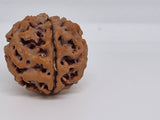 Rudraksha 5 Mukhi Nepal Chất Lượng Cao Cấp - Đặc Biệt Mừng Lễ Shivaratri - 6 chiếc