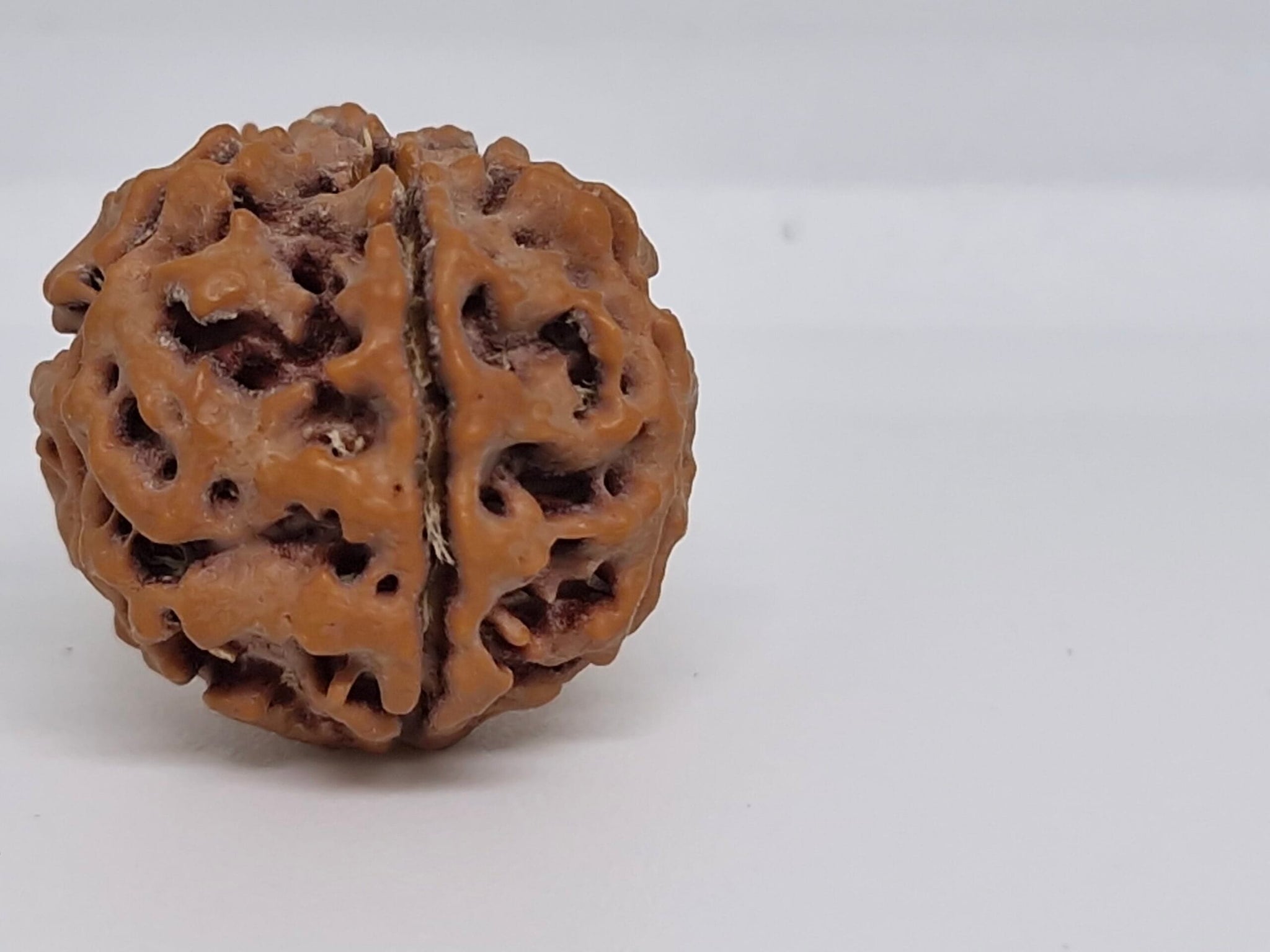 Rudraksha 5 Mukhi Nepal Chất Lượng Cao Cấp - Đặc Biệt Mừng Lễ Shivaratri - 6 chiếc