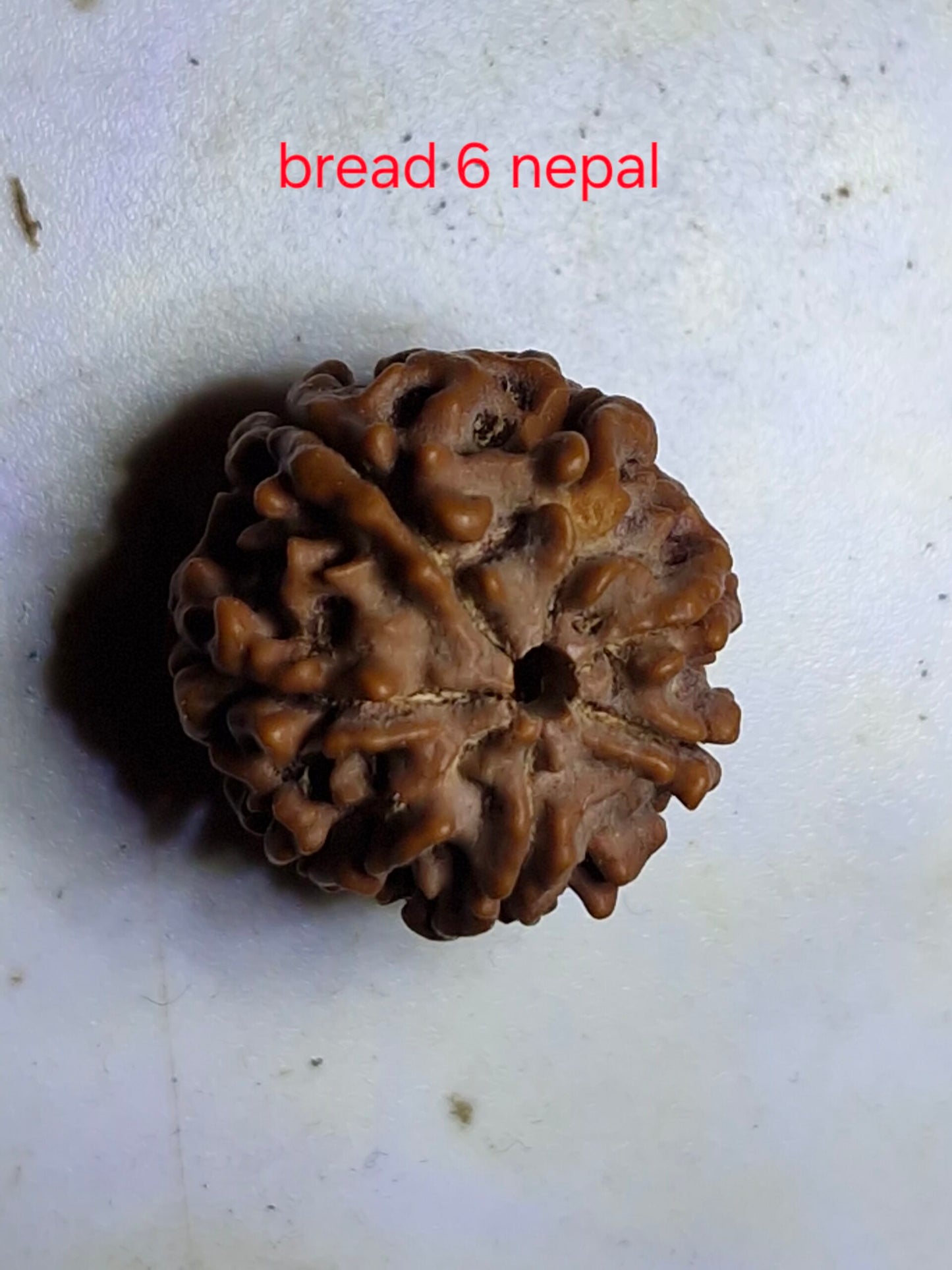 9 Mukhi Java Rudraksha (16mm+) – X-Ray Certified Bead for Power, Protection & Confidence