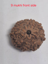 9 Mukhi Java Rudraksha (16mm+) – X-Ray Certified Bead for Power, Protection & Confidence