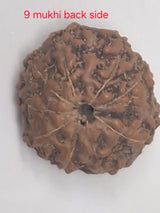 9 Mukhi Java Rudraksha (16mm+) – X-Ray Certified Bead for Power, Protection & Confidence