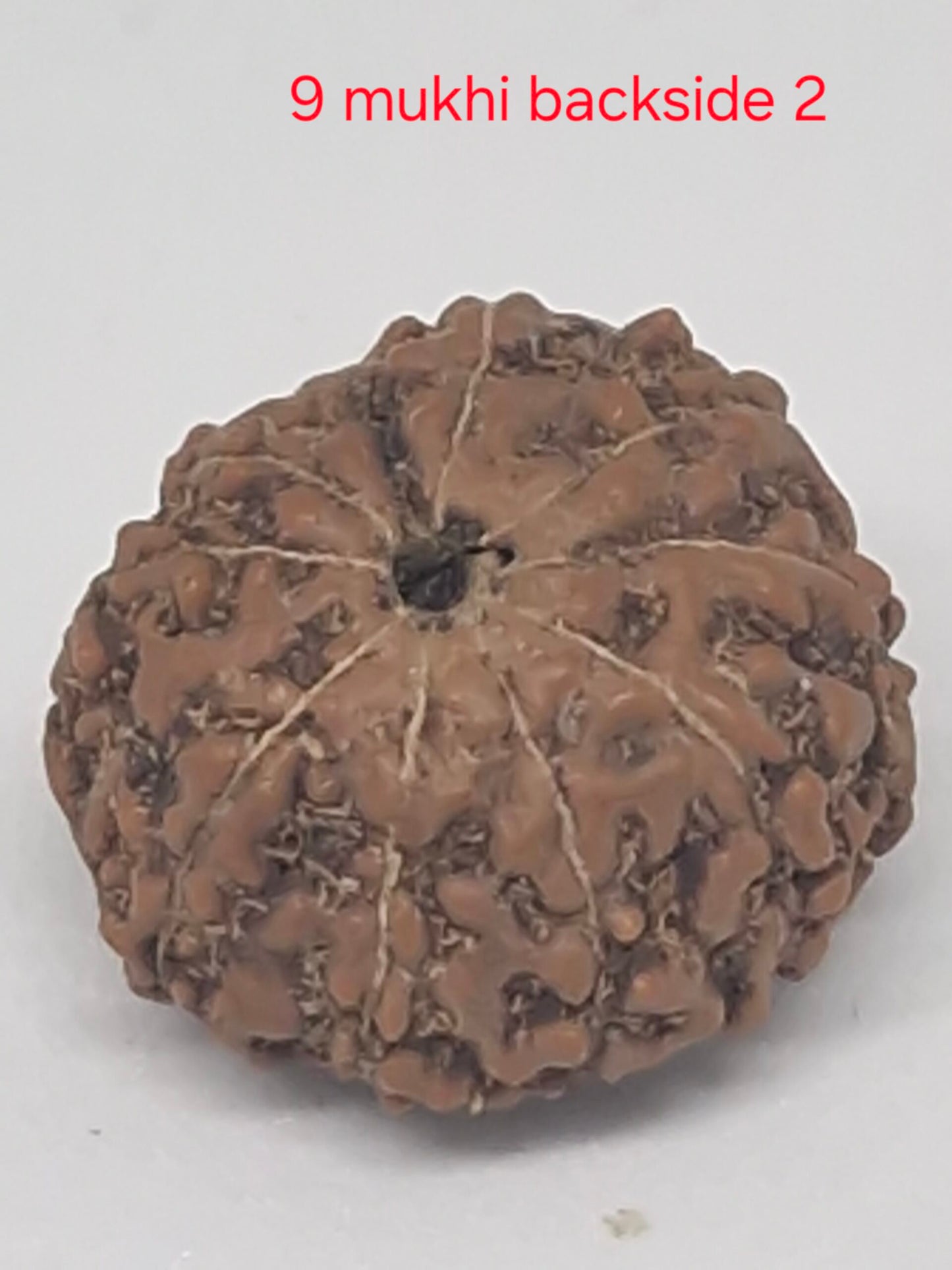 9 Mukhi Java Rudraksha (16mm+) – X-Ray Certified Bead for Power, Protection & Confidence