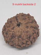 9 Mukhi Java Rudraksha (16mm+) – X-Ray Certified Bead for Power, Protection & Confidence