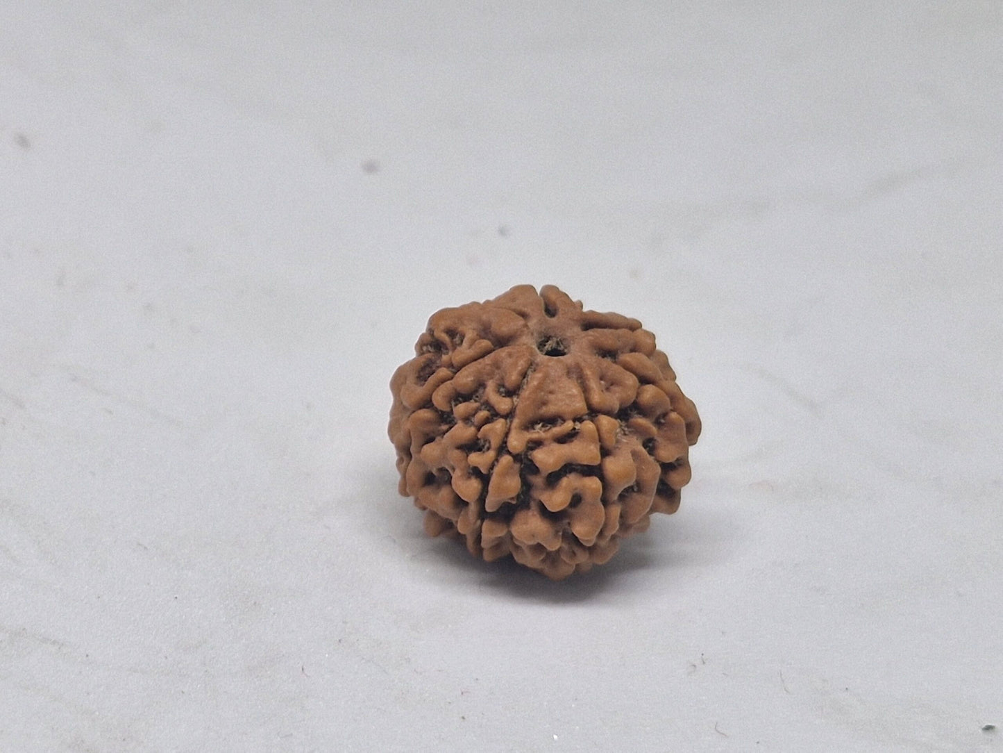 Rudraksha 6 Mukhi Nepal (Hạt cao cấp 19-22mm) kèm X-quang – Trí tuệ, Tập trung & Sức mạnh Cảm xúc