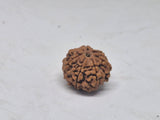 Rudraksha 6 Mukhi Nepal (Hạt cao cấp 19-22mm) kèm X-quang – Trí tuệ, Tập trung & Sức mạnh Cảm xúc