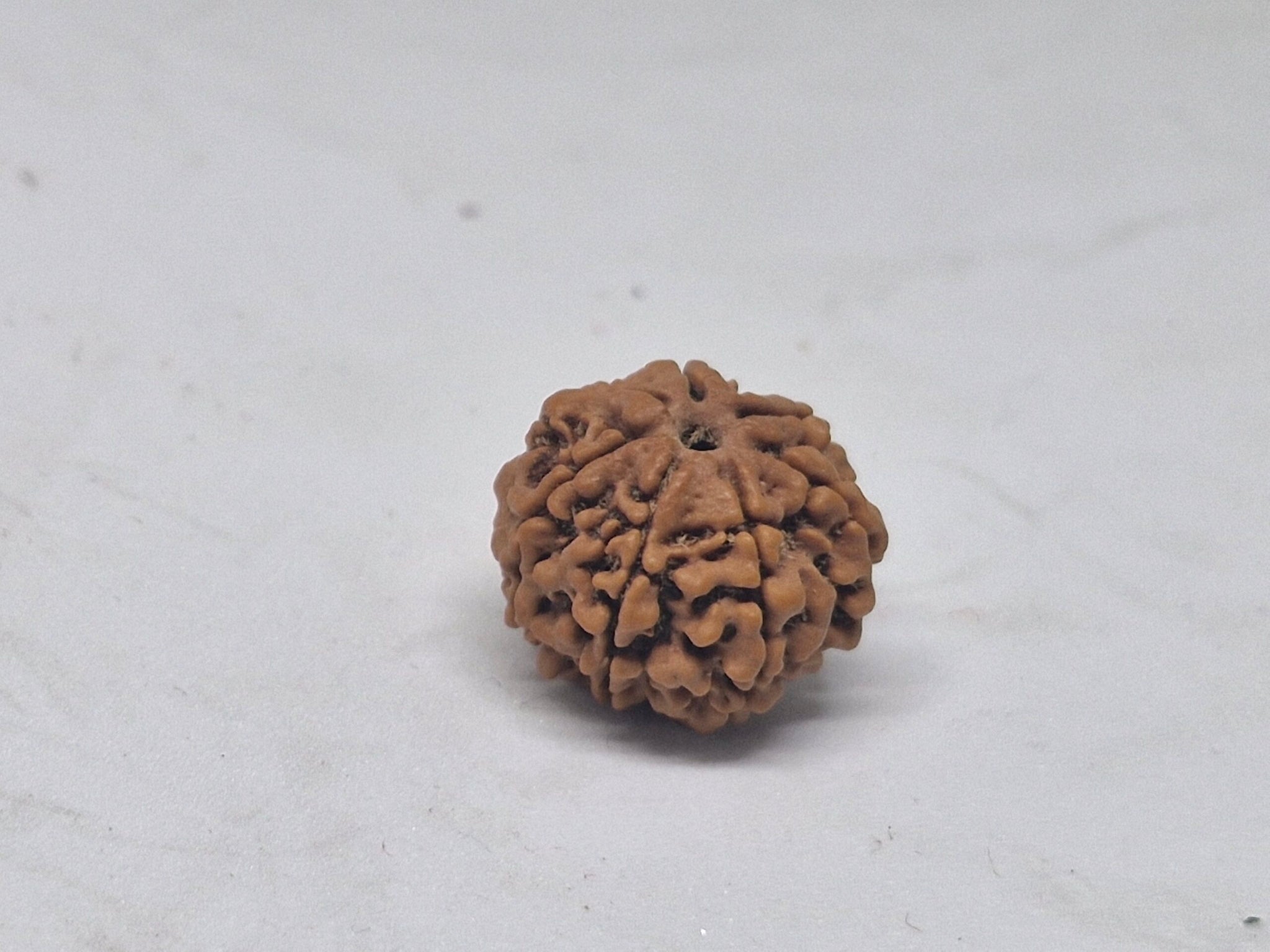 Rudraksha 6 Mukhi Nepal (Hạt cao cấp 19-22mm) kèm X-quang – Trí tuệ, Tập trung & Sức mạnh Cảm xúc