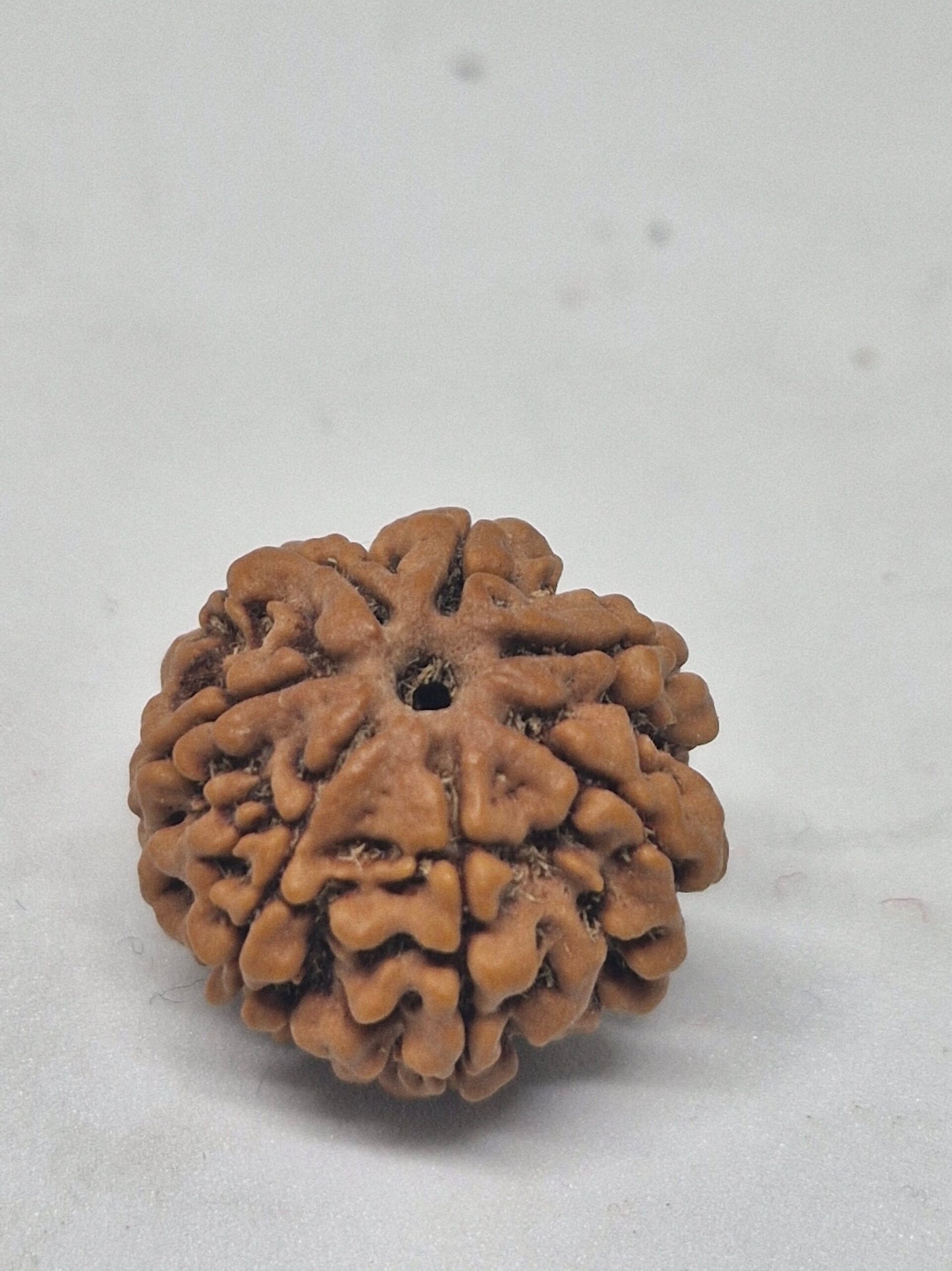 Rudraksha 6 Mukhi Nepal (Hạt cao cấp 19-22mm) kèm X-quang – Trí tuệ, Tập trung & Sức mạnh Cảm xúc