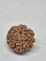 Rudraksha 6 Mukhi Nepal (Hạt cao cấp 19-22mm) kèm X-quang – Trí tuệ, Tập trung & Sức mạnh Cảm xúc
