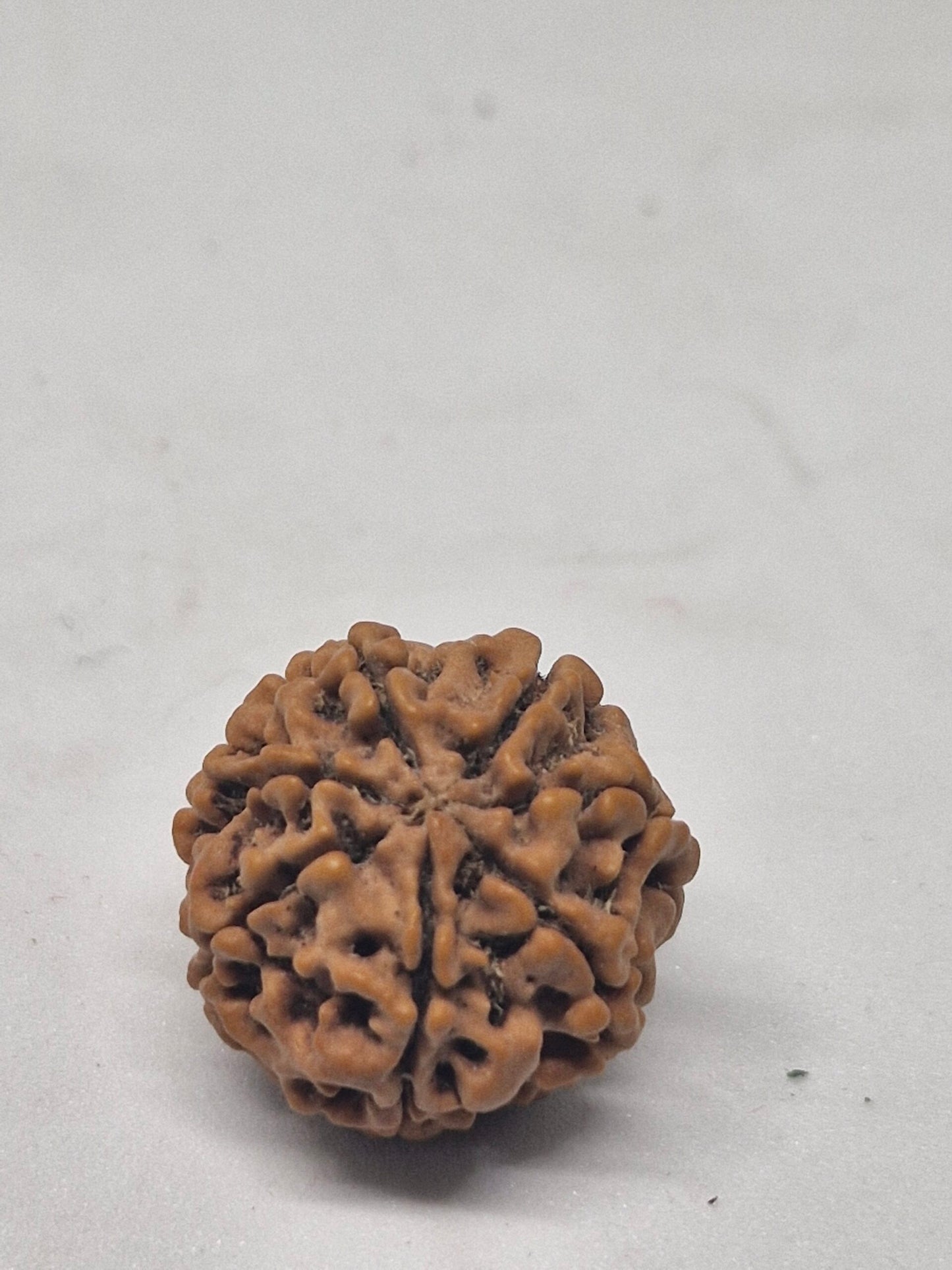 Rudraksha 6 Mukhi Nepal (Hạt cao cấp 19-22mm) kèm X-quang – Trí tuệ, Tập trung & Sức mạnh Cảm xúc