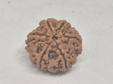 Rudraksha 6 Mukhi Nepal (Hạt cao cấp 19-22mm) kèm X-quang – Trí tuệ, Tập trung & Sức mạnh Cảm xúc