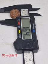10 mukhi Java Rudraksha - 16mm+ up - Premium - with Xray