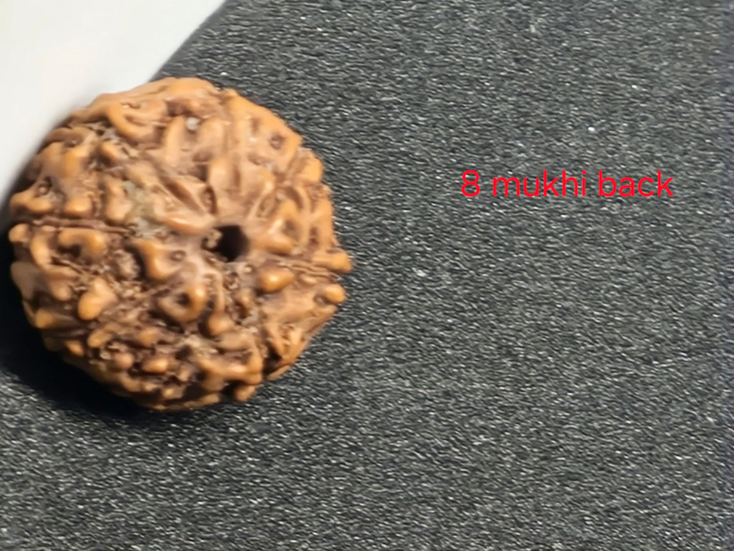 Rudraksha Java 8 mặt - 16 mm + có giấy chứng nhận X-quang