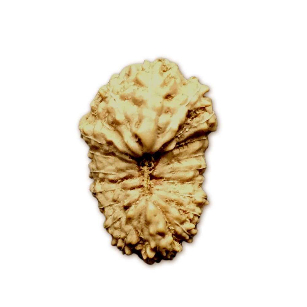 Rudraksha 20 Mukhi Indonesia (đường kính 16mm+ có X-quang) – Năng lượng thiêng liêng của thần Brahma cho Kiến thức, Sáng tạo & Giác ngộ